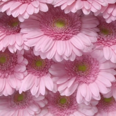 Gerbera mini KIRSTEY