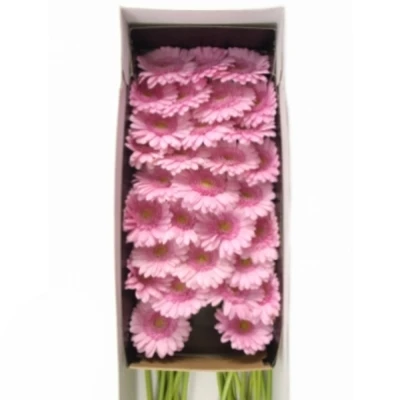 Gerbera mini KIRSTEY