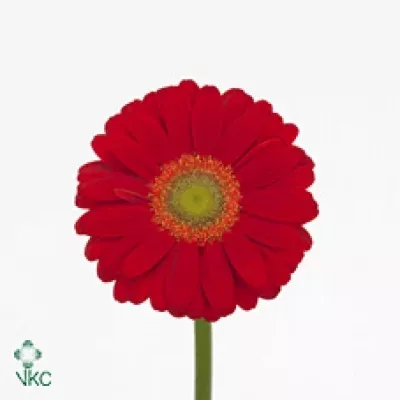 Gerbera mini LAROSSI