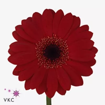 Gerbera mini LITTLE RUBY