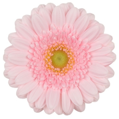 Gerbera mini LOLALILLY (WATER)