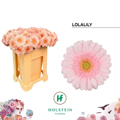Gerbera mini LOLALILLY