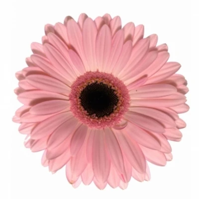 Gerbera mini MACARON (WATER)