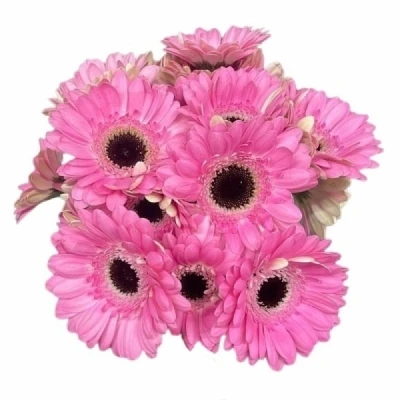 Gerbera mini MAEVE