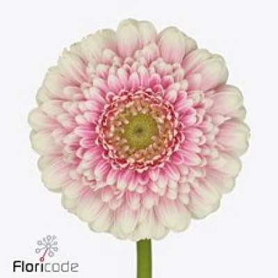 Gerbera mini MALOU (WATER)