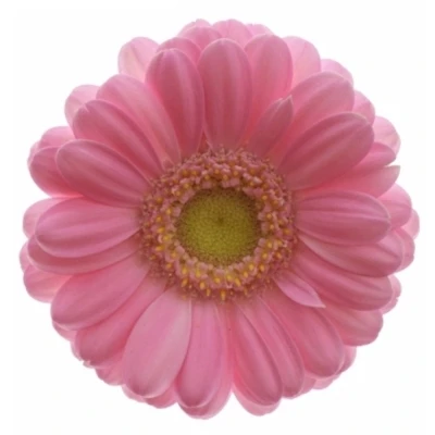 Gerbera mini MOHANA+ (WATER)