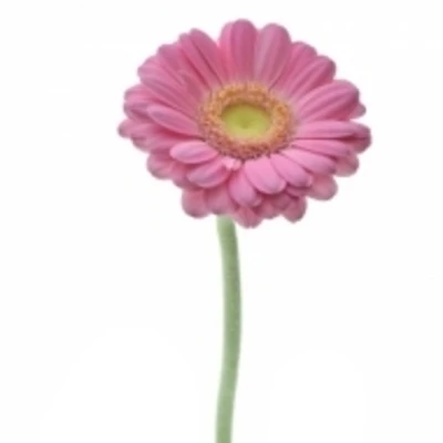 Gerbera mini MOHANA