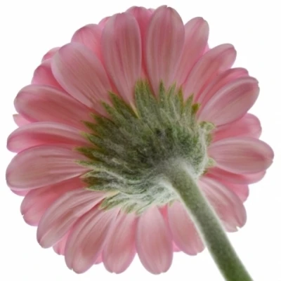 Gerbera mini MOHANA