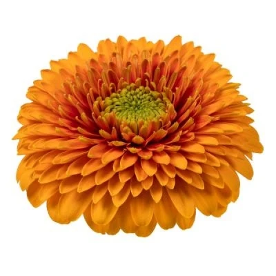 Gerbera mini OLSEN (WATER)