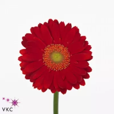 Gerbera mini OMAR