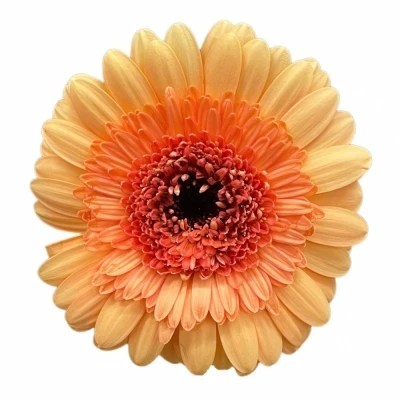 Gerbera mini OREO (WATER)