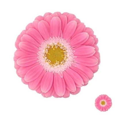 Gerbera mini PHILOU