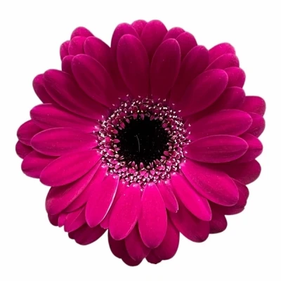Gerbera mini PLATINI+ (WATER)