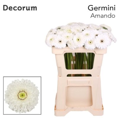 Gerbera mini POMPONI AMANDO