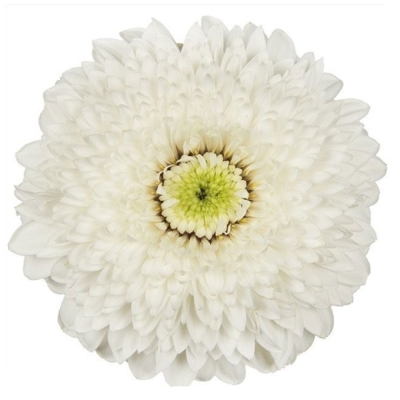 Gerbera mini POMPONI AMANDO (WATER)