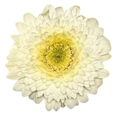 Gerbera mini POMPONI ANGELO (WATER)