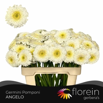 Gerbera mini POMPONI ANGELO