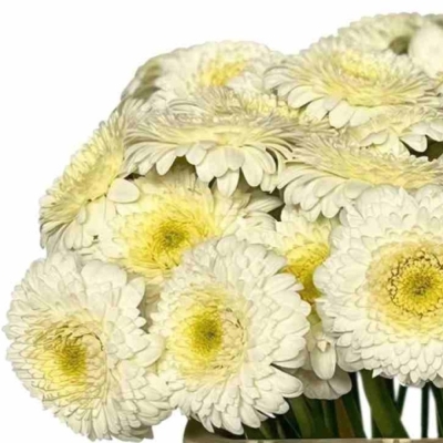 Gerbera mini POMPONI ANGELO