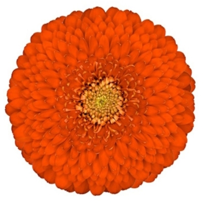 Gerbera mini POMPONI FOZZIE (WATER)