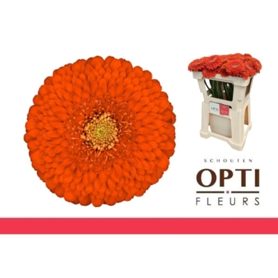 Gerbera mini POMPONI FOZZIE