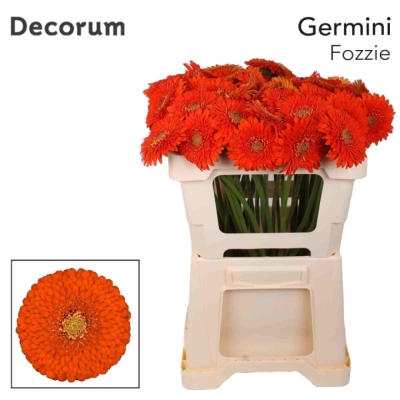 Gerbera mini POMPONI FOZZIE