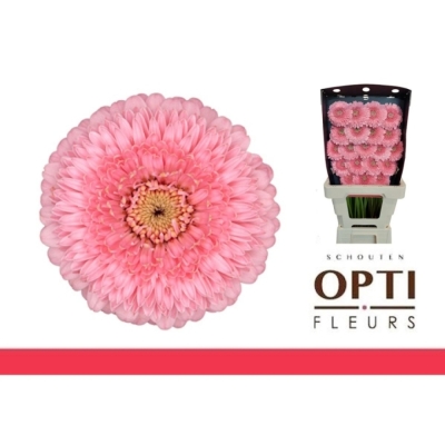 Gerbera mini POMPONI PIGGY