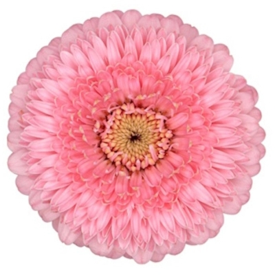 Gerbera mini POMPONI PIGGY (WATER)