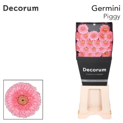 Gerbera mini POMPONI PIGGY