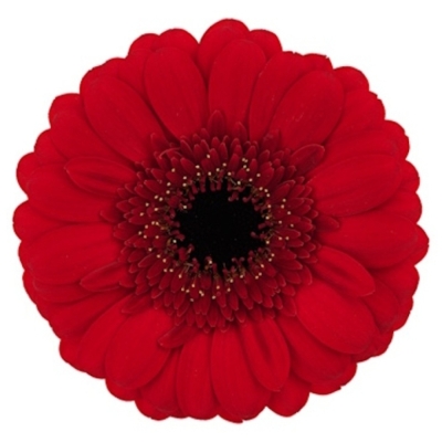 Gerbera mini RED RUBY (WATER)