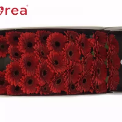 Gerbera mini RED STAR