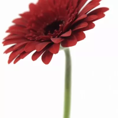 Gerbera mini RED STAR