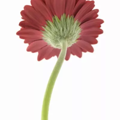 Gerbera mini RED STAR