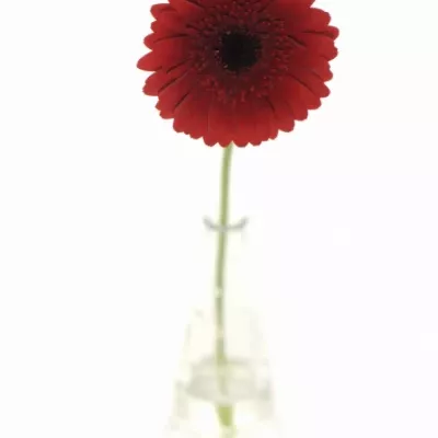 Gerbera mini RED STAR
