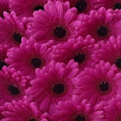 Gerbera mini RHAPSODY