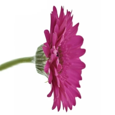 Gerbera mini RHAPSODY