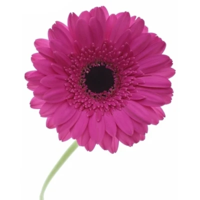 Gerbera mini RHAPSODY