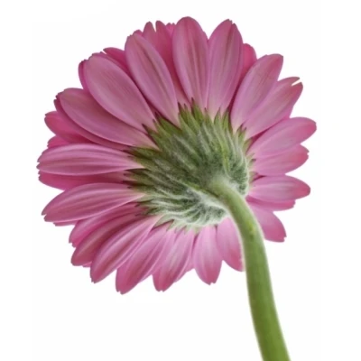 Gerbera mini RHAPSODY