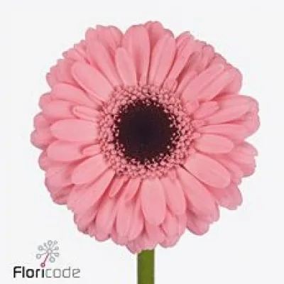 Gerbera mini SMART (WATER)