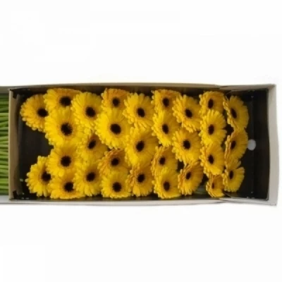 Gerbera mini SOLERO