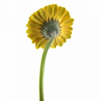 Gerbera mini SOLERO