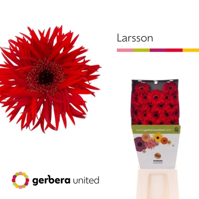 Gerbera mini SPIDER LARSSON (WATER)