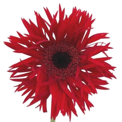 Gerbera mini SPIDER LARSSON (WATER)