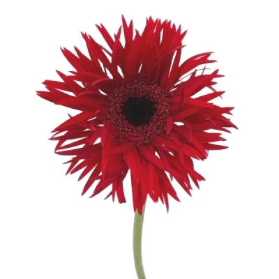 Gerbera mini SPIDER LARSSON