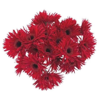 Gerbera mini SPIDER LARSSON