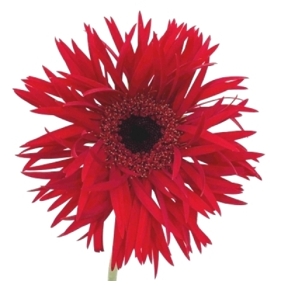 Gerbera mini SPIDER LARSSON