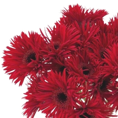 Gerbera mini SPIDER LARSSON