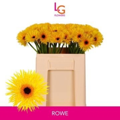 Gerbera mini SPIDER PUNKI ROWE