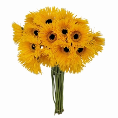Gerbera mini SPIDER PUNKI ROWE