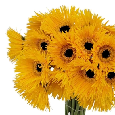Gerbera mini SPIDER PUNKI ROWE