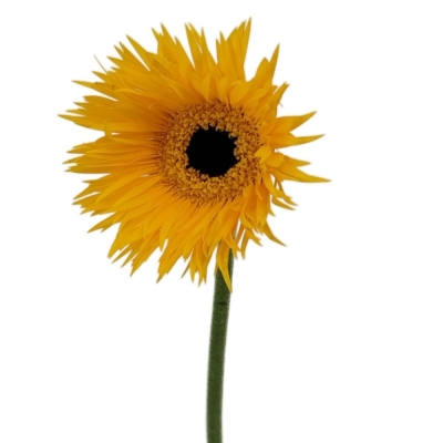 Gerbera mini SPIDER PUNKI ROWE